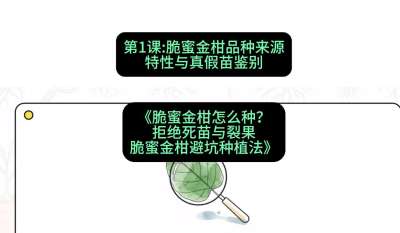 第1节：脆蜜金柑品种来源、特性与真假苗鉴别，课程：《脆蜜金柑怎么种？拒绝死苗与裂果，脆蜜金柑8步避坑种植法》#识农AI