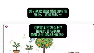 第2节：脆蜜金柑建园标准：选地、定植与改土，课程：《脆蜜金柑怎么种？拒绝死苗与裂果，脆蜜金柑8步避坑种植法》#识农AI