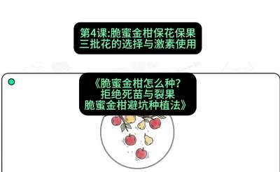 第4节：脆蜜金柑保花保果：三批花的选择与激素使用，课程：《脆蜜金柑怎么种？拒绝死苗与裂果，脆蜜金柑8步避坑种植法》#识农AI