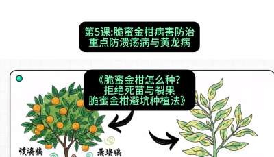 第5节：脆蜜金柑病害防治：重点防溃疡病与黄龙病，课程：《脆蜜金柑怎么种？拒绝死苗与裂果，脆蜜金柑8步避坑种植法》#识农AI