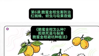 第6节：脆蜜金柑虫害防治：红蜘蛛、蚜虫与吸果夜蛾，课程：《脆蜜金柑怎么种？拒绝死苗与裂果，脆蜜金柑8步避坑种植法》#识农AI