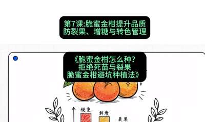 第7节：脆蜜金柑提升品质：防裂果、增糖与转色管理，课程：《脆蜜金柑怎么种？拒绝死苗与裂果，脆蜜金柑8步避坑种植法》#识农AI