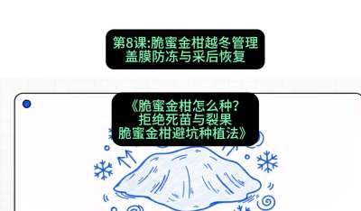 第8节：脆蜜金柑越冬管理：盖膜防冻与采后恢复，课程：《脆蜜金柑怎么种？拒绝死苗与裂果，脆蜜金柑8步避坑种植法》#识农AI