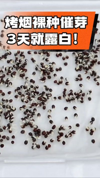 烤烟裸种催芽小技巧，清水浸泡、保温保湿，3天就能露白，出苗快又齐！烟农朋友收藏备用～