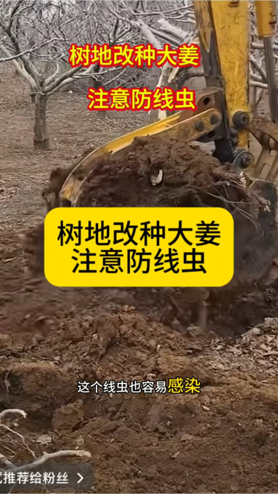 树地改种大姜，注意防线虫！