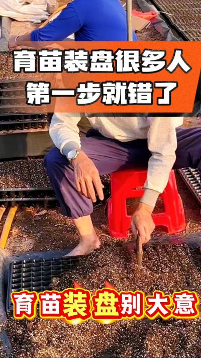 烤烟育苗基质装盘，一步做对，出苗整齐又壮苗！装盘技巧记牢，少走弯路，育苗更省心