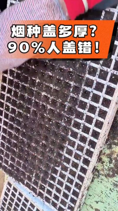 烟种盖多厚？90%烟农都盖错！薄盖才出苗齐、不闷种，烤烟育苗关键一步，照着做就对了