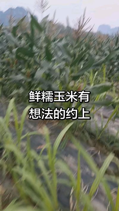 农户种植的白糯玉米大量上市，助农帮农在行动