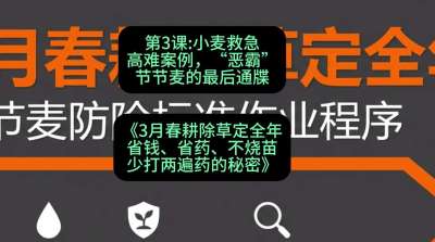 第3节：小麦救急高难案例，&ldquo;恶霸&rdquo;节节麦的最后通牒，课程：《3月春耕除草定全年：省钱、省药、不烧苗、少打两遍药的秘密》