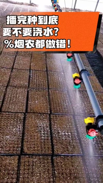 烤烟播完种一定要浇透底水，喷雾慢浇、别大水冲，盘底漏水才算到位，出苗又齐又壮！#烤烟育苗 #烤烟种植 #烟农干货 #育苗技术