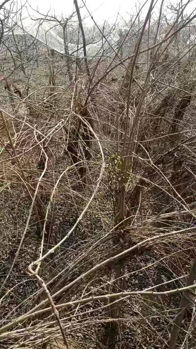 出售药用连翘苗，科研五号优质种苗，2/5年苗，药用连翘树，挂果树，全国包邮到家！财富密码18534302961