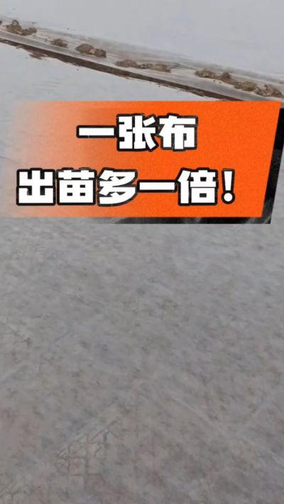 烤烟育苗盖无纺布，保温保湿出苗齐，不烂种、出苗快，烟农必备小技巧！