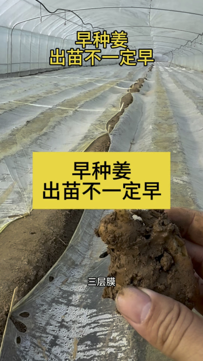 早种姜，出苗不一定早！