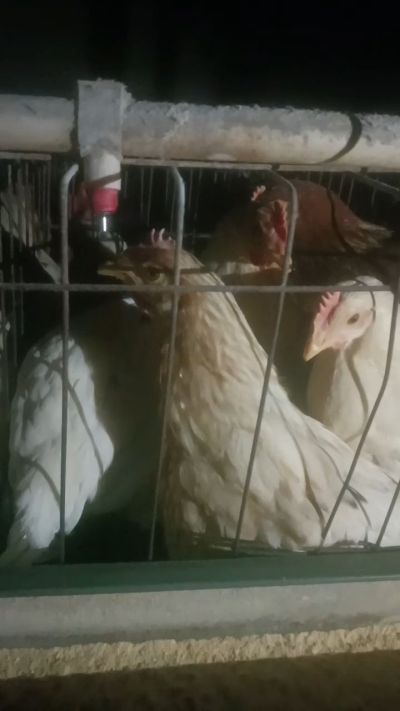 这鸡群在怪叫，怪叫的原因是痰化黏着，形成的比呼噜更重的一种呼吸道。其病因为肺中有热，热灼而痰黏，从而引起的怪叫。