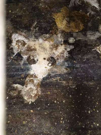 蛋鸡拉白稀的问题