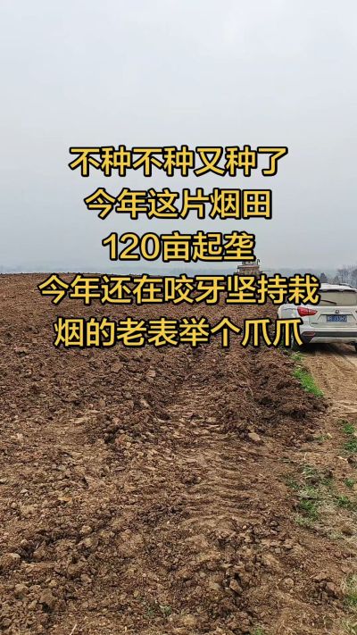 不种不种又种啦，还在咬牙坚持栽烟的老表集合啦！