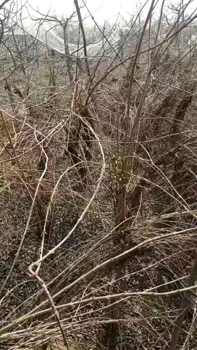 药用连翘苗，科研种苗定制树。挂果树。需要联系18534302961