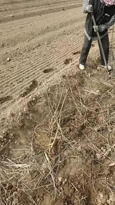 臭椿苗，一年籽播苗，地径0.5/1公分以上。需要联系18534302961