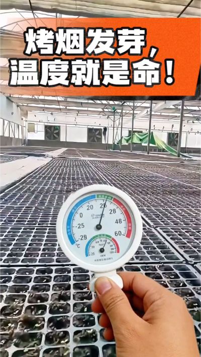 老烟农都懂：发芽温度不对，后期再管都白费！