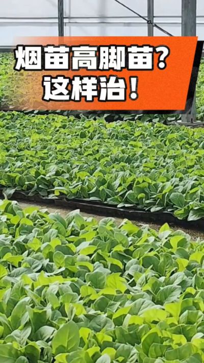 烤烟齐苗期管理关键：精准控温，防高脚苗，培育壮苗好上手！