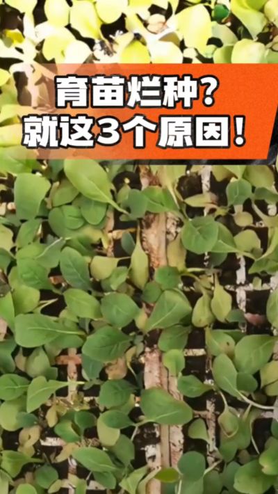 烤烟育苗烂种？3个原因讲清楚！消毒、控水、控温，做到就苗齐苗壮🔥
#烤烟育苗 #烤烟种植 #烂种防治 #烟农